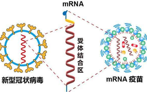 mRNA疫苗技術解析-關鍵性原料為開發(fā)保駕護航