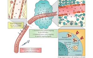 驅(qū)動(dòng)多肽療法進(jìn)化：新修飾、偶聯(lián)技術(shù)與多平臺(tái)的融合創(chuàng)新