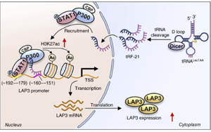 tRF-21LeuTAA 通過(guò)改變谷胱甘肽代謝酶來(lái)促進(jìn)氧化應(yīng)激，從而支持前列腺癌的進(jìn)展 開(kāi)放獲取