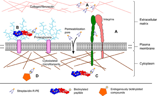 R-藻紅蛋白標記鏈霉親和素(PE-SA) R-藻紅蛋白標記鏈霉親和素(PE-SA)