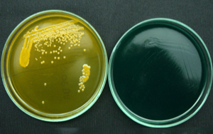 【細(xì)菌培養(yǎng)用】膽酸鈉