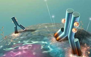 不可錯(cuò)過的標(biāo)簽抗體，優(yōu)選西寶生物