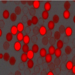 紅色羧基聚苯乙烯微球，粒徑300nm，4%固含量